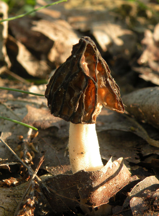 Morchella? Verpa?